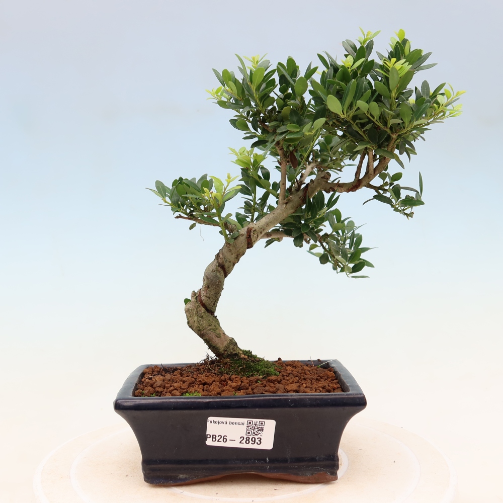 Pokój bonsai - Ilex crenata - Ostrokrzew