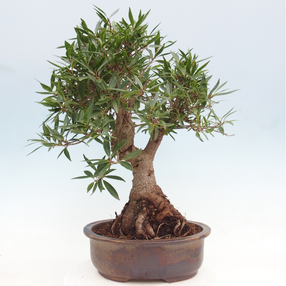Pokój bonsai - Ficus nerifolia - figowiec drobnolistny