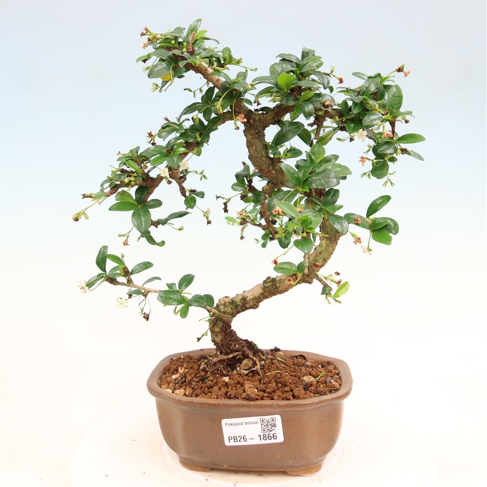 Bonsai pokojowe - Carmona macrophylla - Tea fuki