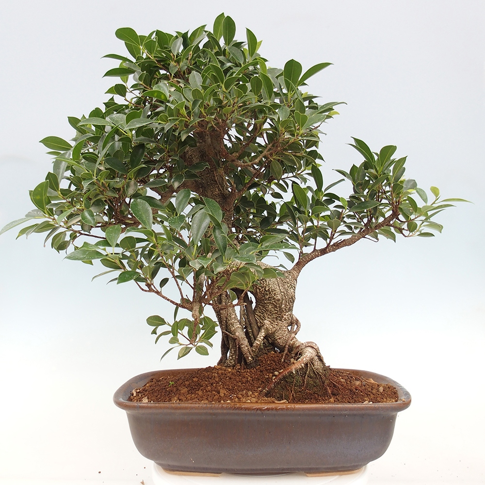 Bonsai pokojowe - Ficus kimmen - figowiec drobnolistny - WYŁĄCZNIE ODBIÓR OSOBISTY lub transport paletowy