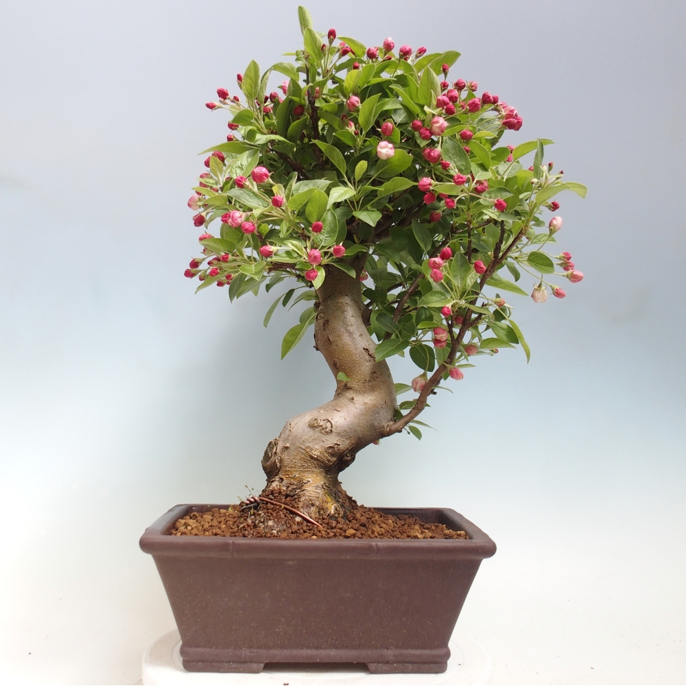 Outdoor bonsai - Malus halliana - Jabłoń drobnoowocowa