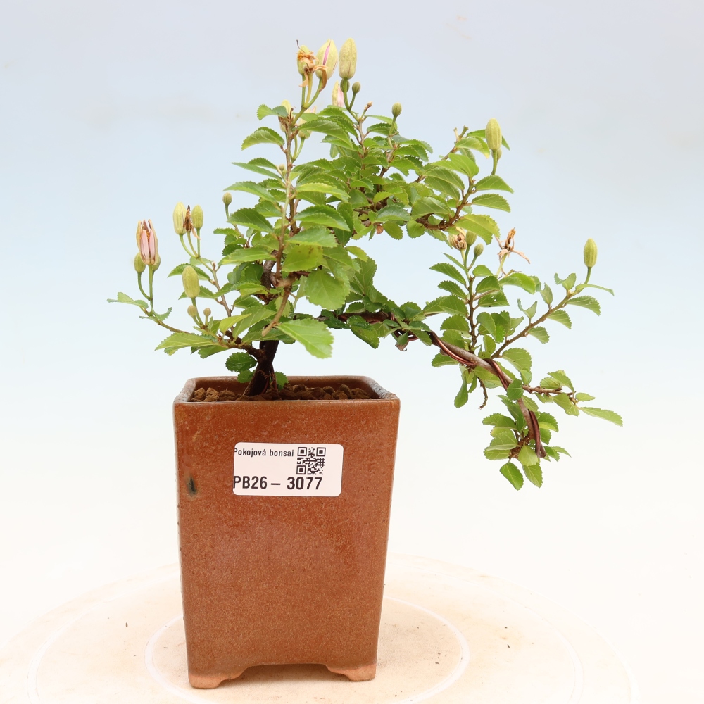 Bonsai pokojowe – Grewia occidentalis – Gwiazdnica lawendowa