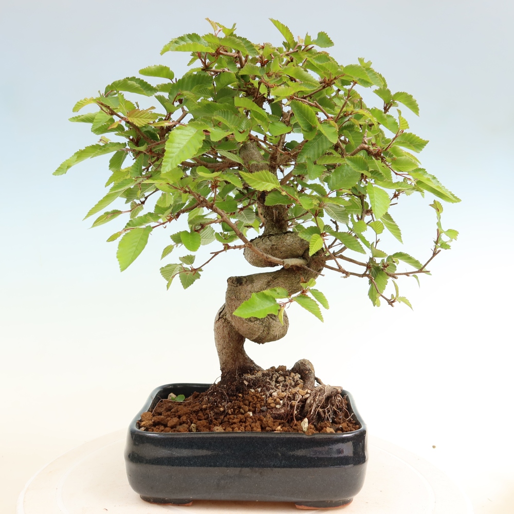 Outdoor bonsai - Carpinus coreana - grab koreański