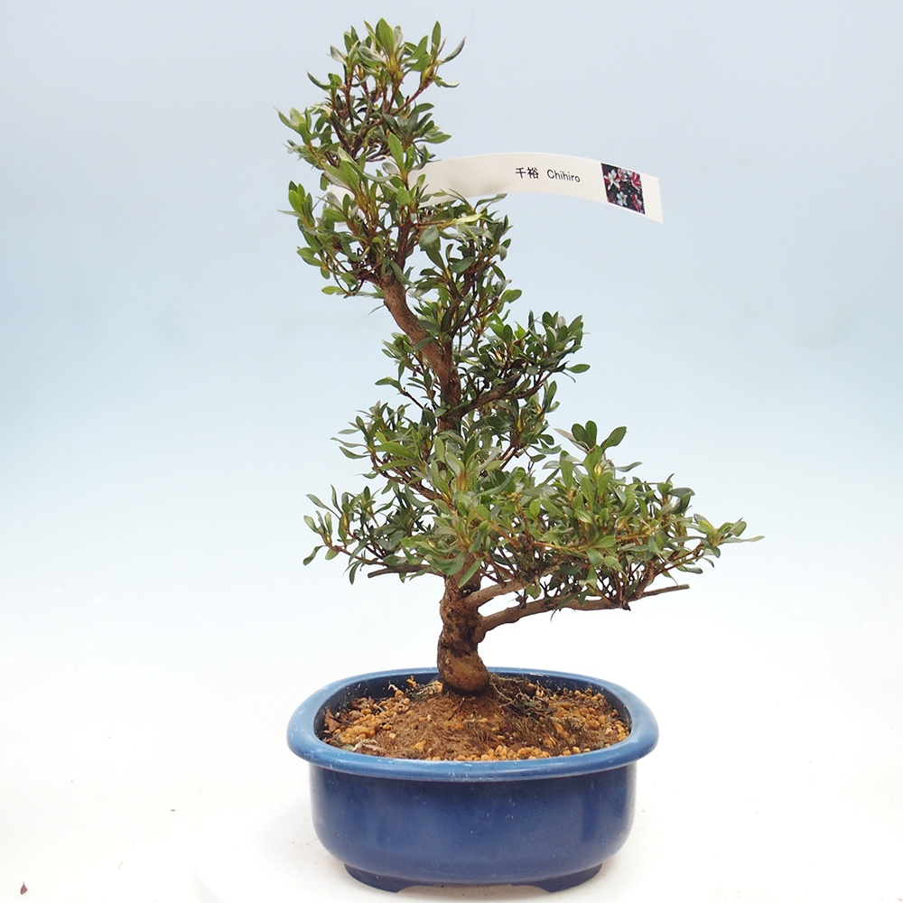 Bonsai zewnętrzne - Azalia japońska - Azalia CHIHIRO