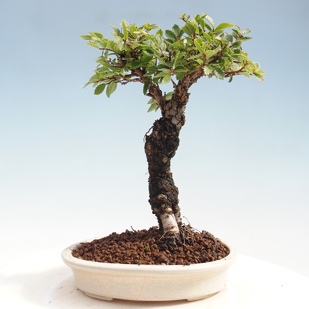 Outdoor bonsai - Zelkova - Zelkova NIRE