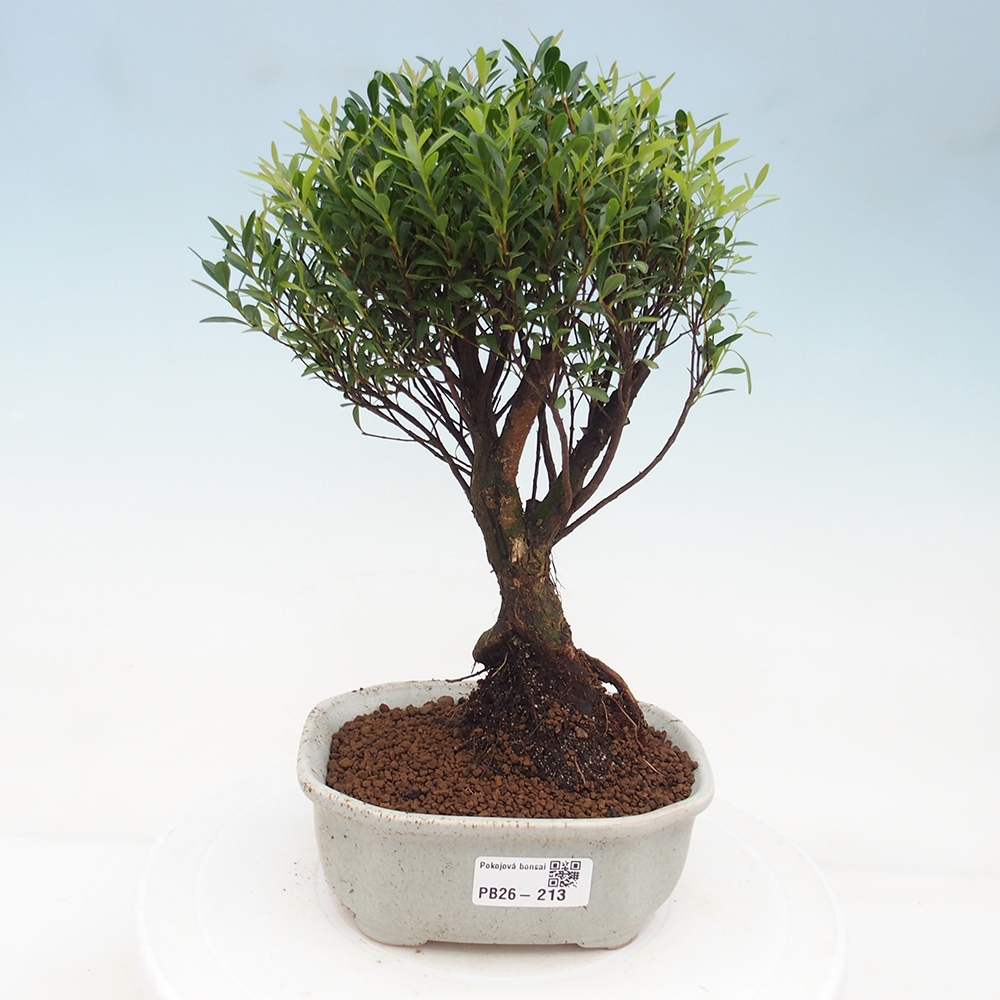 Pokój bonsai - Syzygium - Pimento