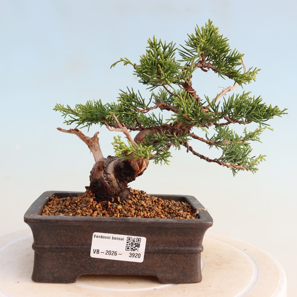 Outdoor bonsai - Juniperus chinensis Itoigawa - Jałowiec chiński