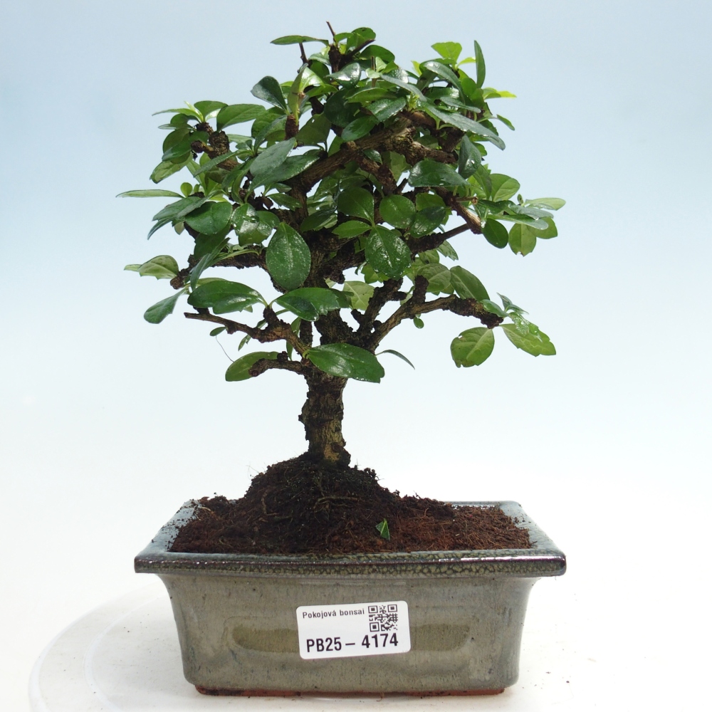 Bonsai pokojowe - Carmona macrophylla - Tea fuki