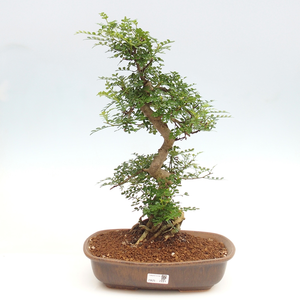 Bonsai do wnętrz - Zantoxylum piperitum - Mięta pieprzowa
