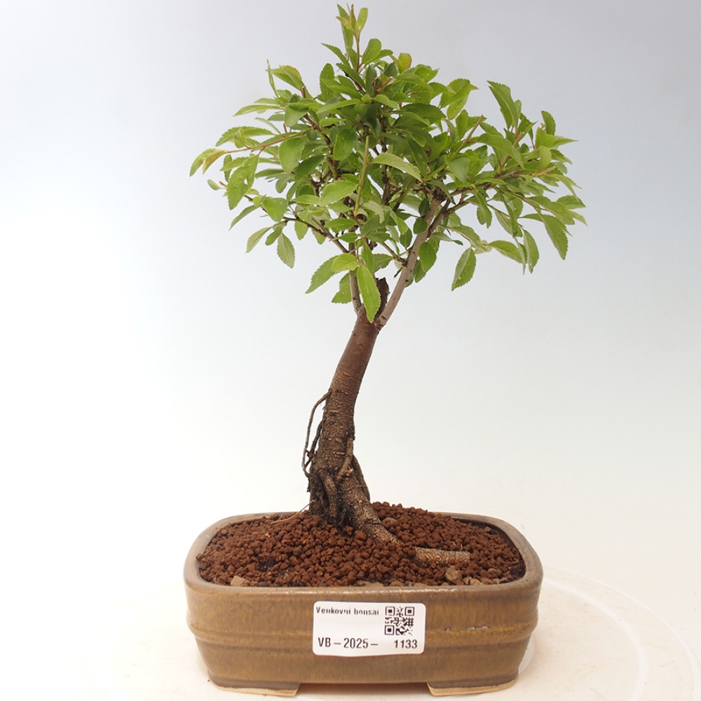 Outdoor bonsai - Prunus spinosa - tarnina