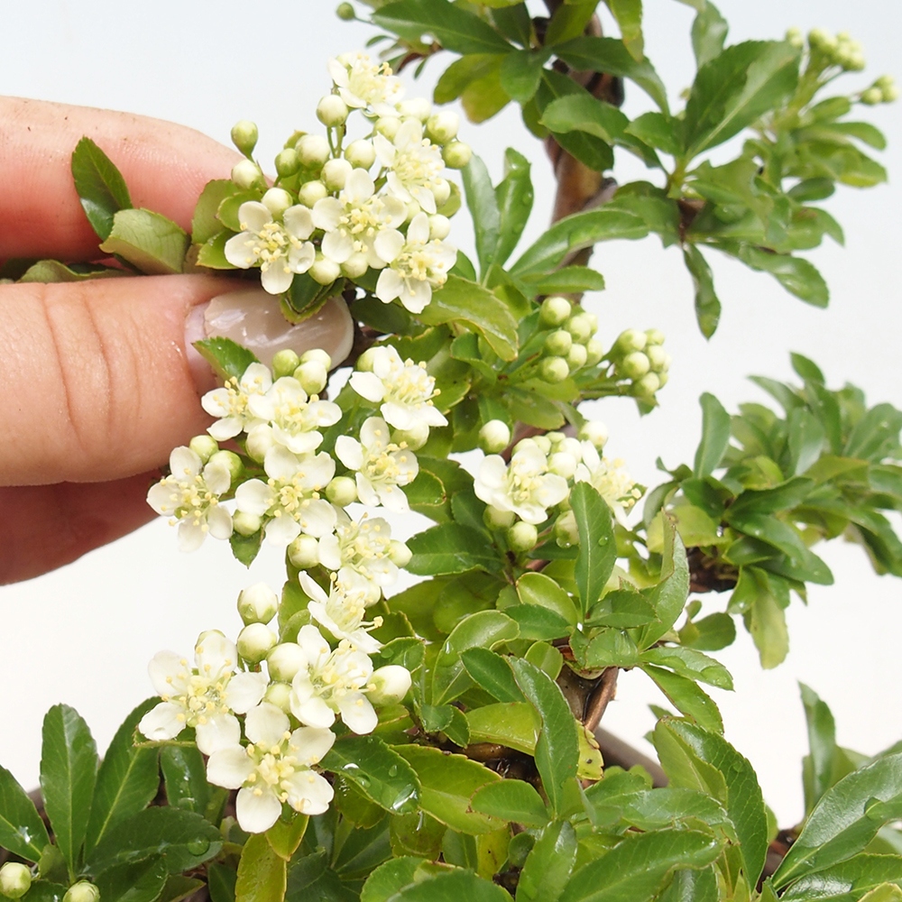 Bonsai ogrodowe – Pyracantha teton – ognik szkarłatny