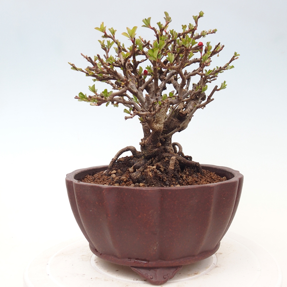 Bonsai zewnętrzne - Chaneomeles speciosa - Pigwa