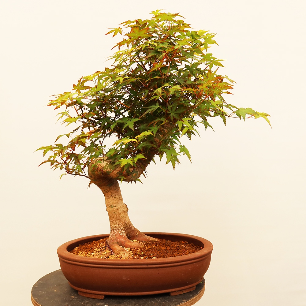 Outdoor bonsai - Klon palmowy - Palmy