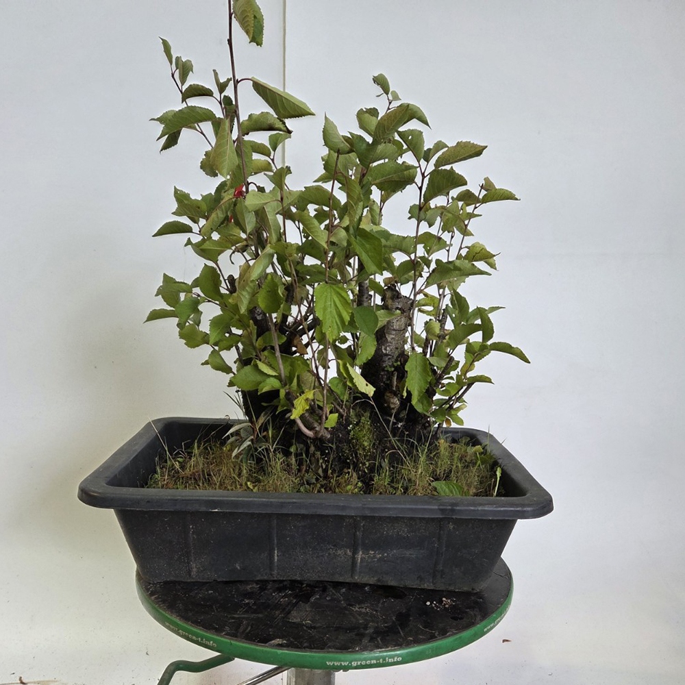 Wiśnia bonsai na zewnątrz - Prunus aviata