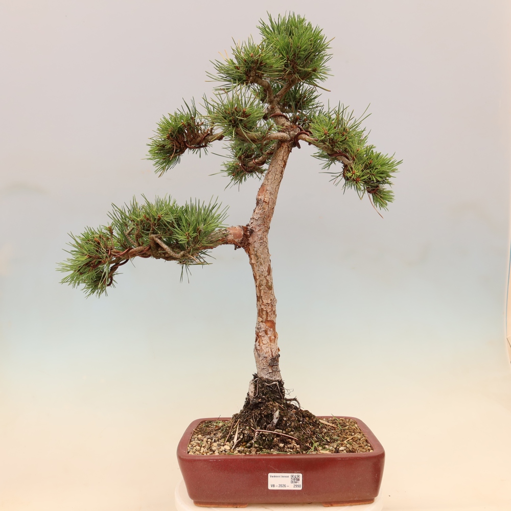 Bonsai ogrodowe – Pinus Sylvestris Watererri – sosna leśna