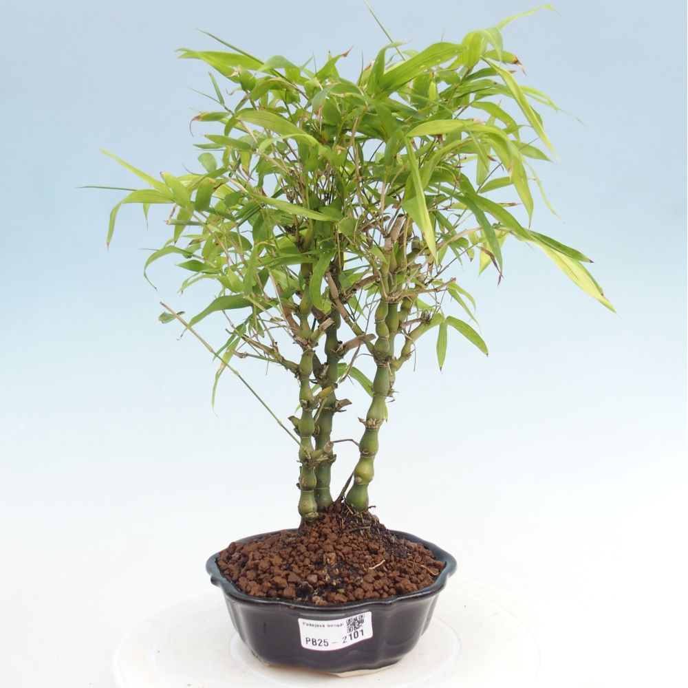 Bonsai wewnętrzne - Bambusowy Budda - Brzuch Bambusowego Buddy