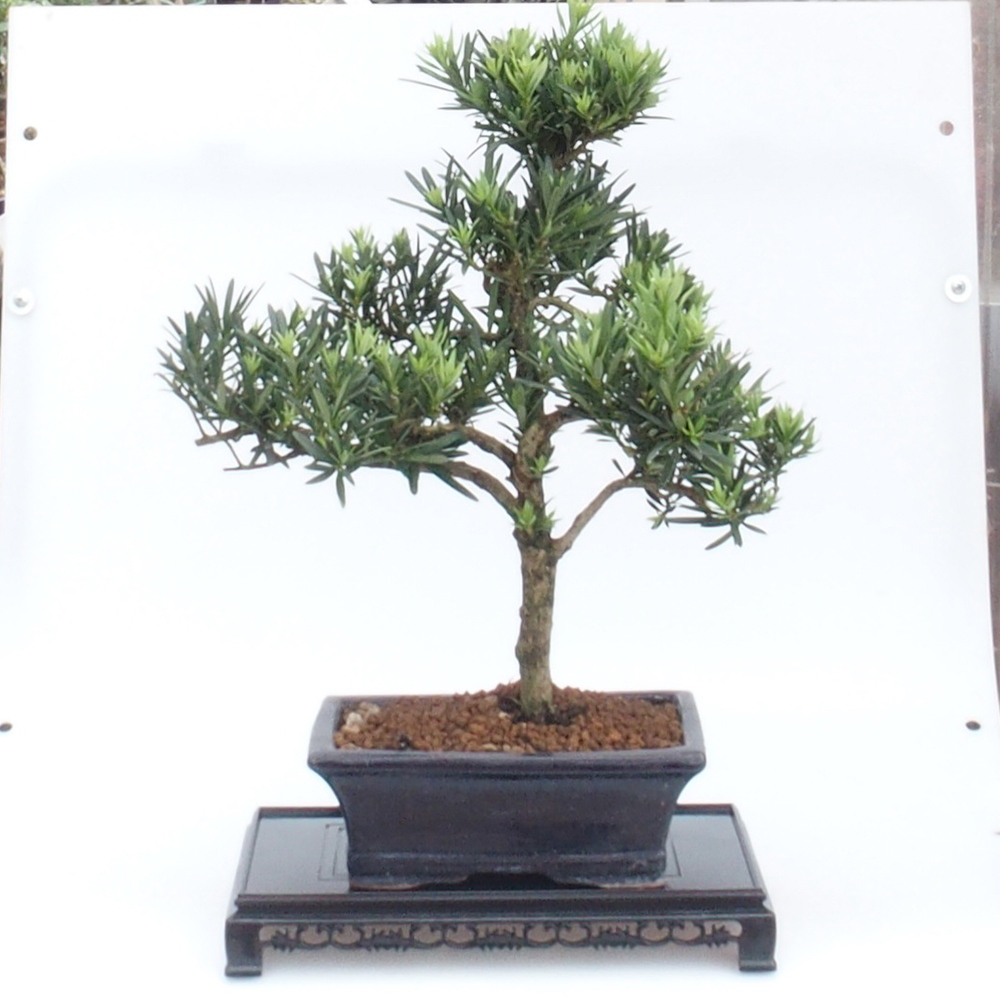 Stolik bonsai plastikowy prostokątny 27 x 17,5 x 4 cm, kolor czarny