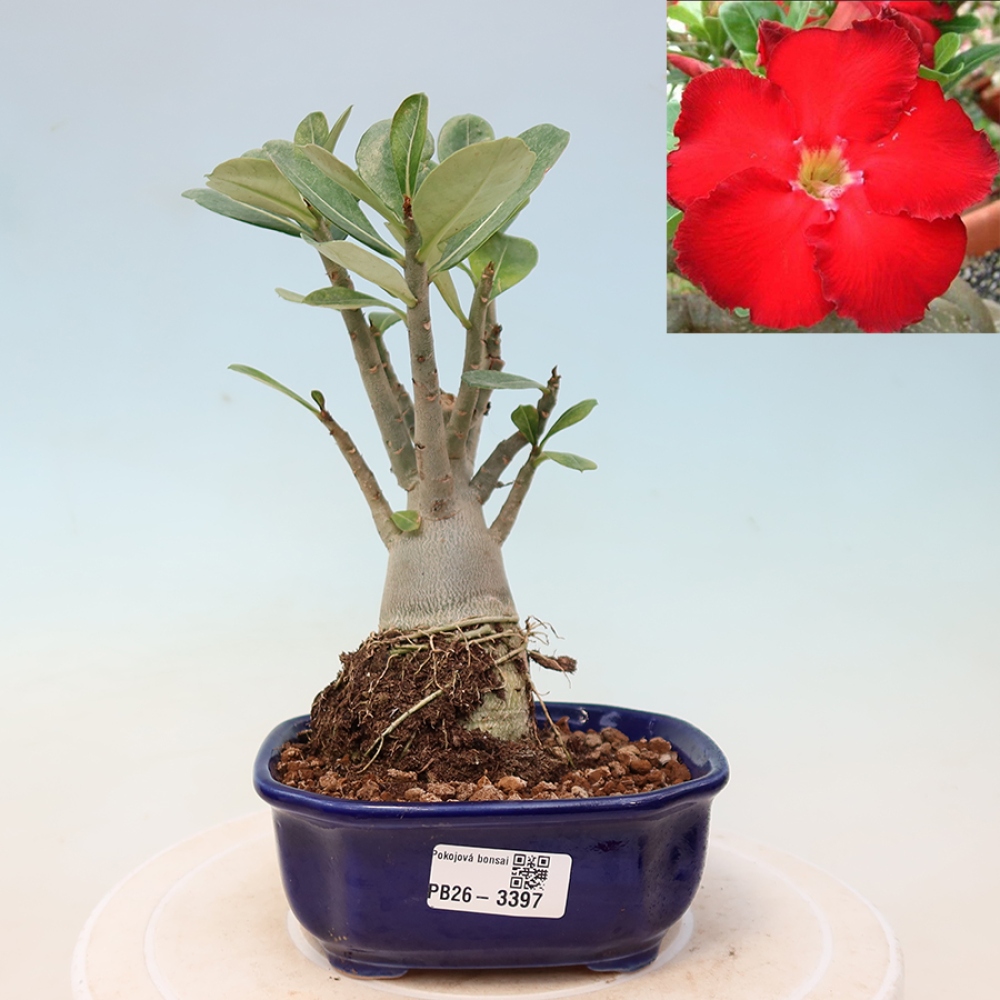 Bonsai pokojowe – Adenium obesum Red Star – Róża pustynna