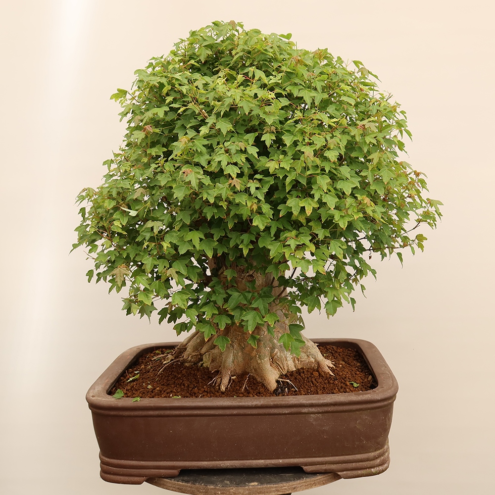 Outdoor bonsai - Klon burgeryjski - Acer burgerianum