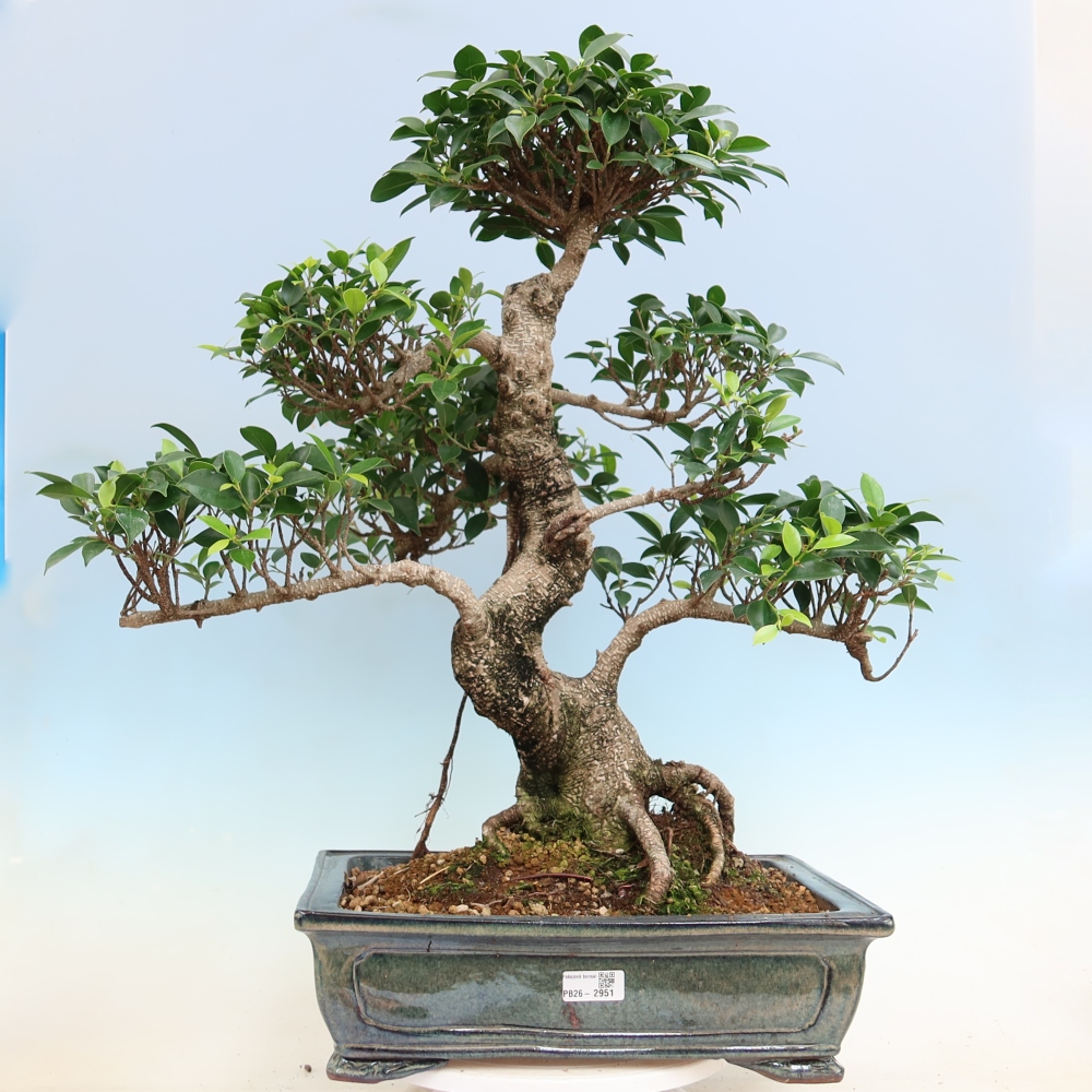 Pokój bonsai - Ficus kimmen - figowiec drobnolistny