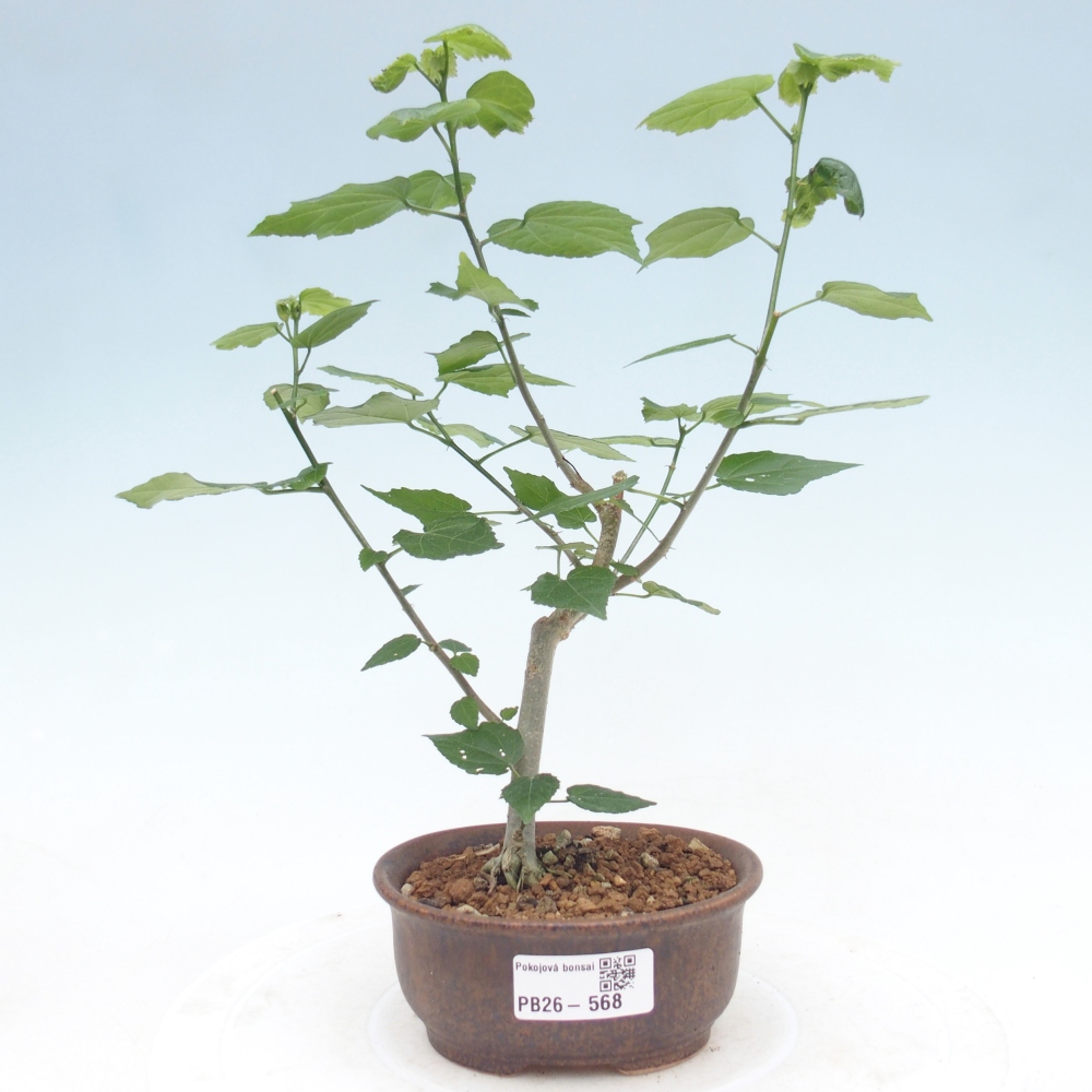 Bonsai domowe - Malvaviscus arboreus