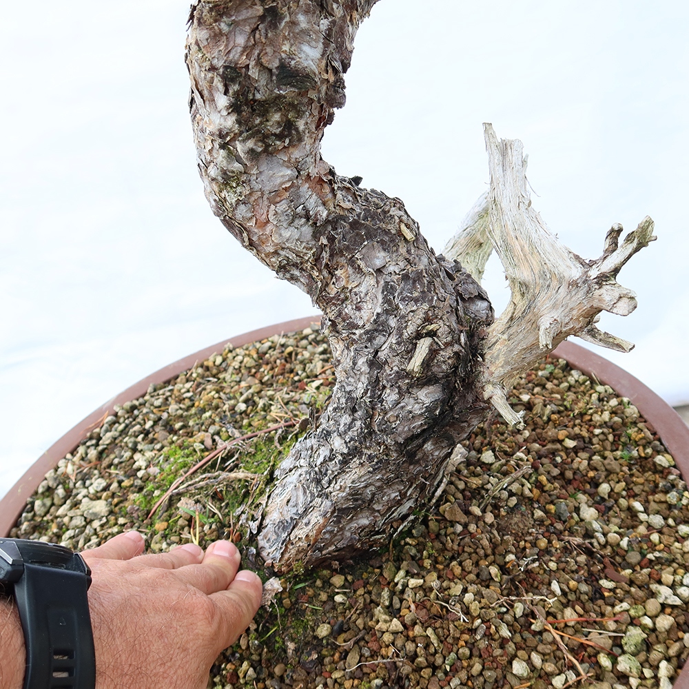 Pinus sylvestris Hiszpania – sosna zwyczajna