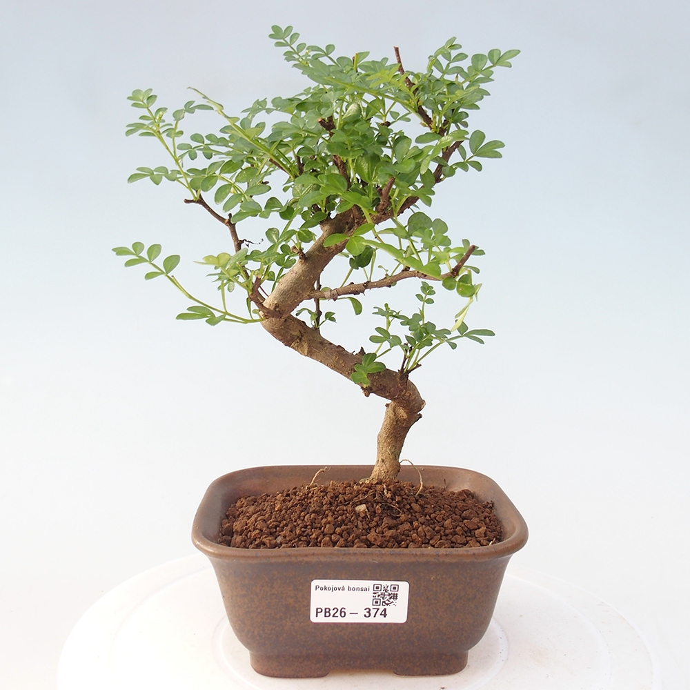 Pokój bonsai - Zantoxylum piperitum - drzewo pieprzowe