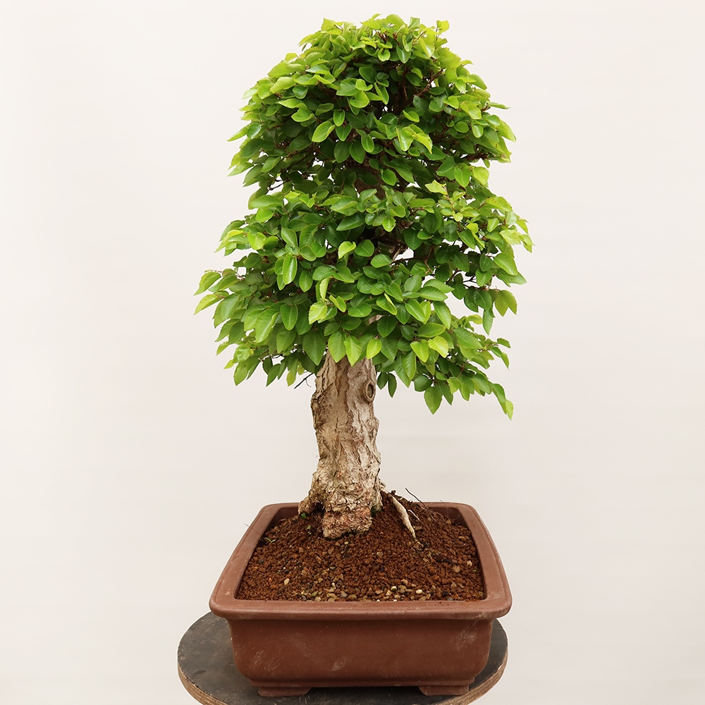 Bonsai plenerowe - Carpinus Coreana - grab koreański
