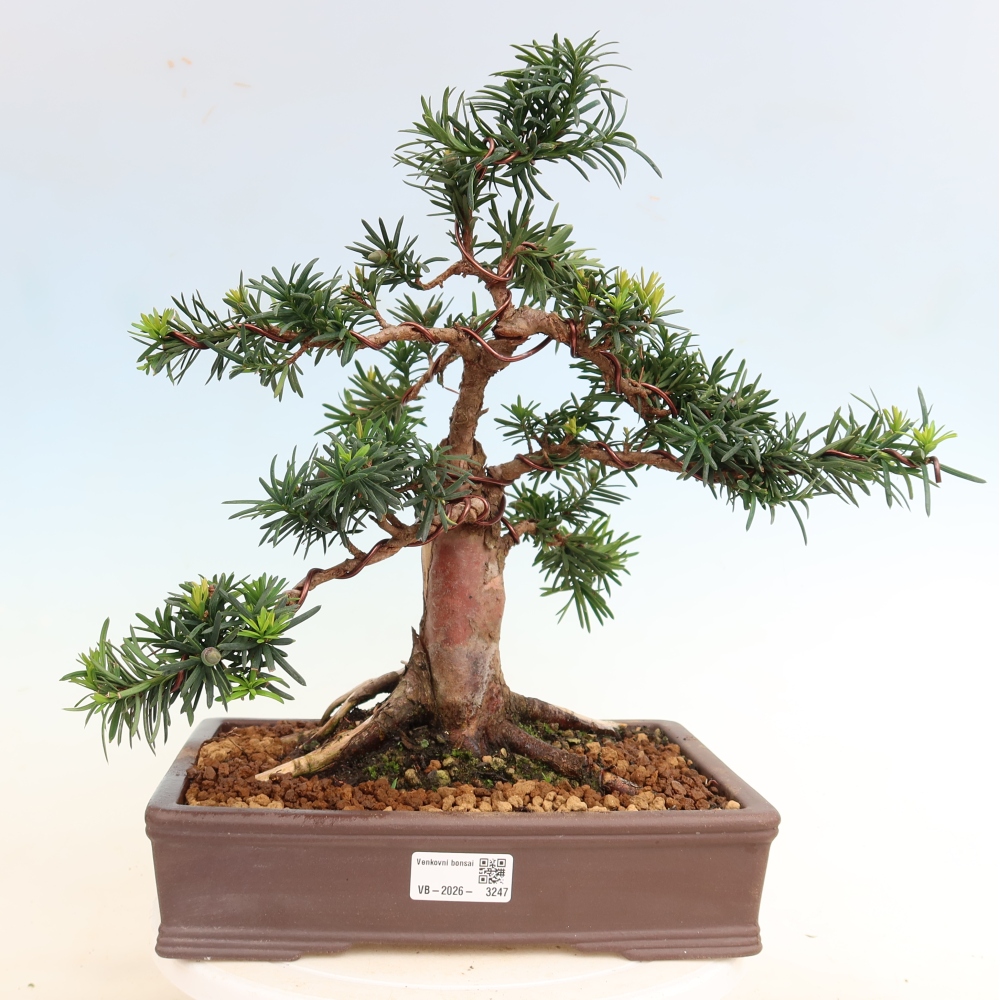 Bonsai ogrodowe – Taxus cuspidata – cis japoński