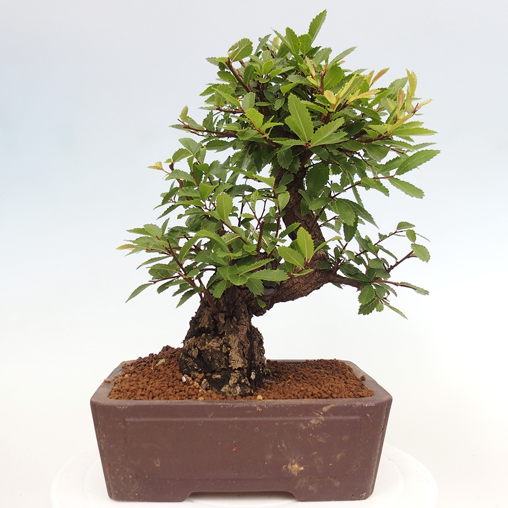 Bonsai na zewnątrz - Zelkova - Zelkova serrata