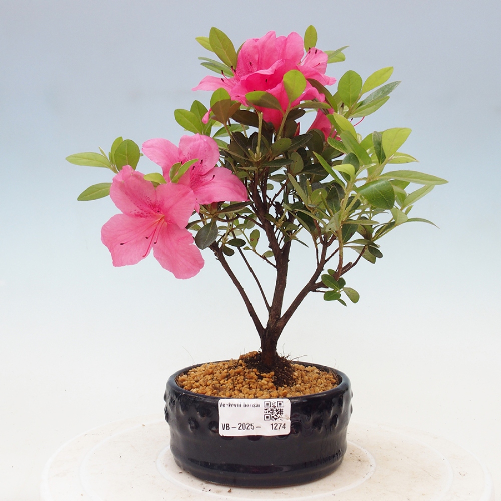 Bonsai zewnętrzne - Azalia japońska - Azalea sp.