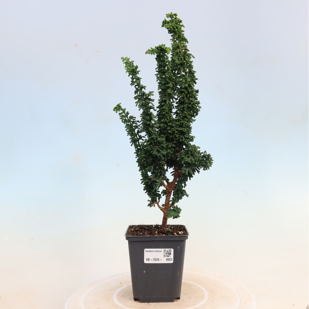 Bonsai zewnętrzne - Cham. obtusa SEKKA HINOKI - Cyprys