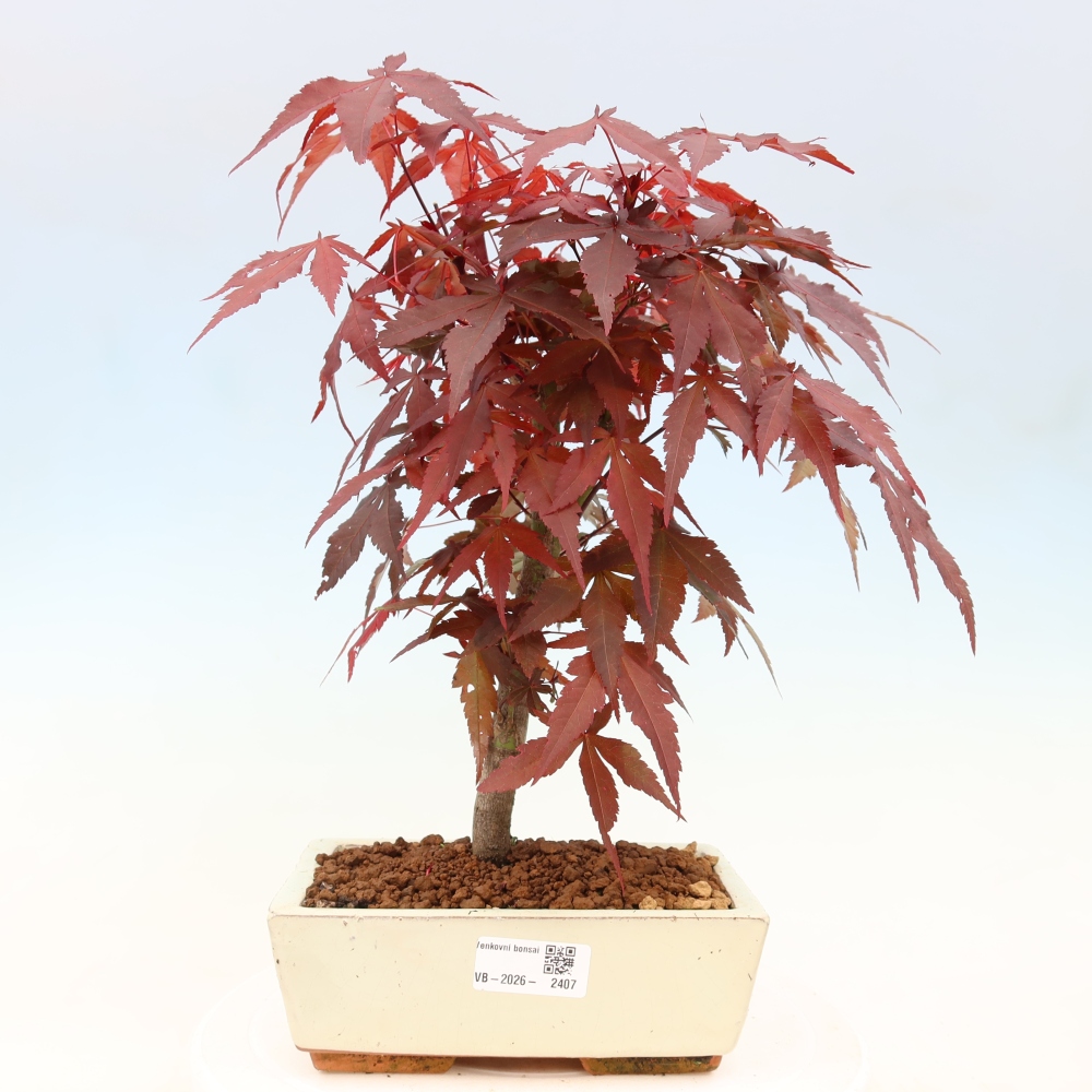Bonsai na zewnątrz - Palma Acer. Atropurpureum-Javor palmate