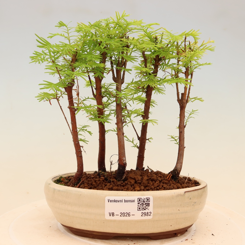 Bonsai ogrodowe – Metasequoia glyptostroboides – metasekwoja chińska – zagajnik