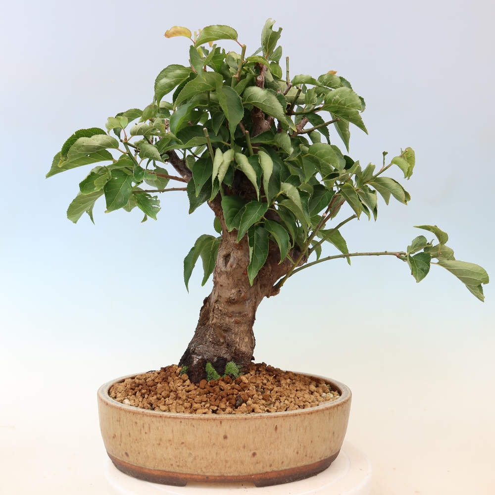 Bonsai ogrodowe – japońska śliwka – Prunus Mume