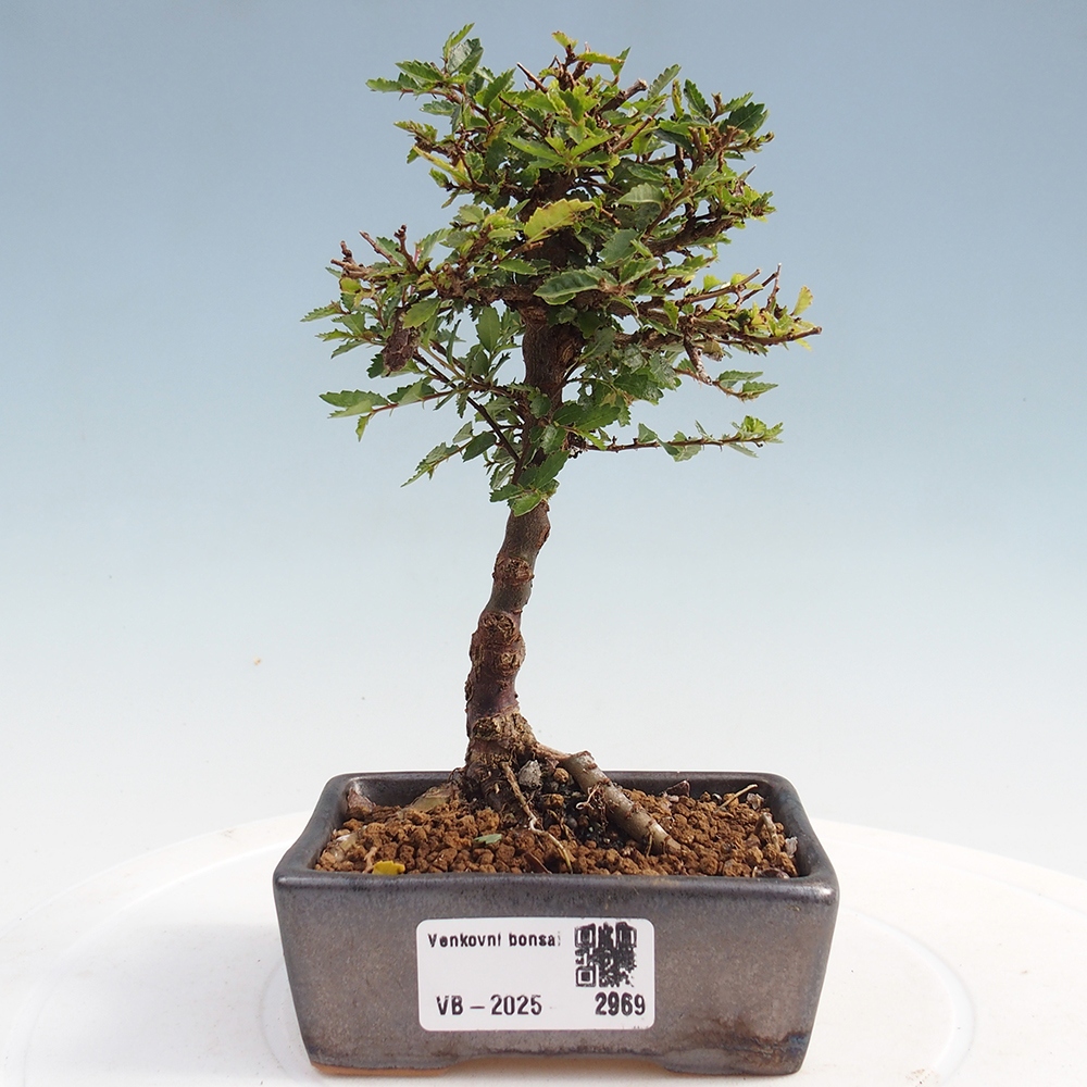Bonsai zewnętrzne - Ulmus parvifolia Sagei - Wiąz drobnolistny