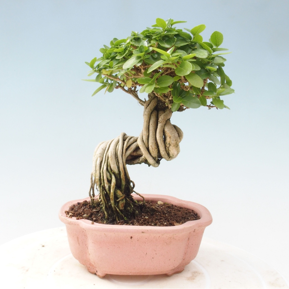 Bonsai wewnętrzne - Premna serratifolia - Kozlovon drobnolistny
