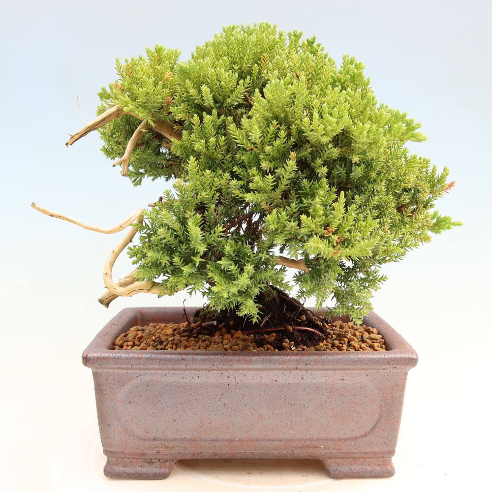 Bonsai ogrodowe – Juniperus procumbens – Jałowiec rozłożysty