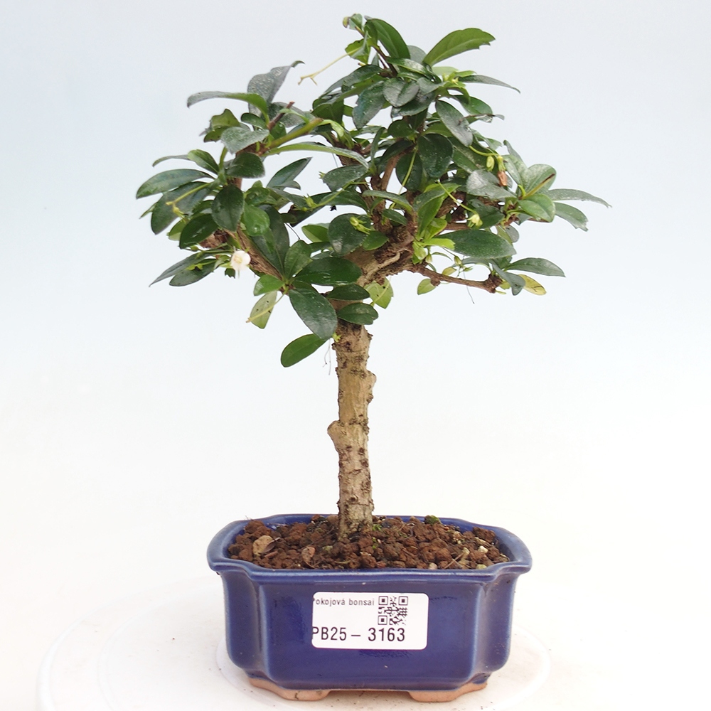 Bonsai wewnętrzne - Carmona makrophylla - Herbata Fuki