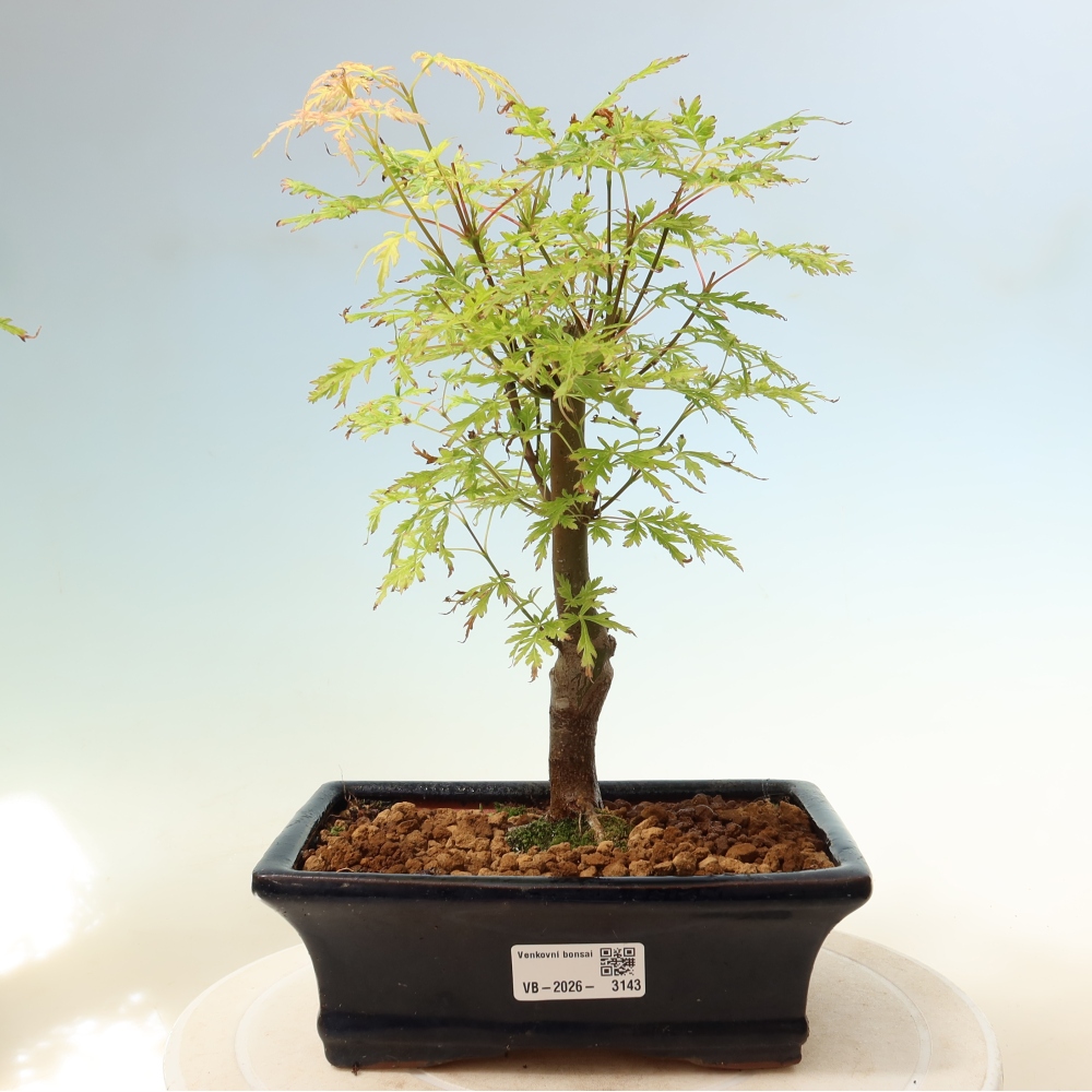 Bonsai ogrodowe – Acer palmatum Dissectum – klon palmowy 