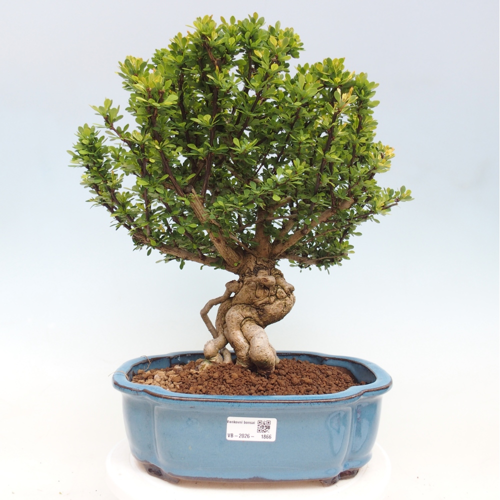 Bonsai zewnętrzne - Berberis coreana