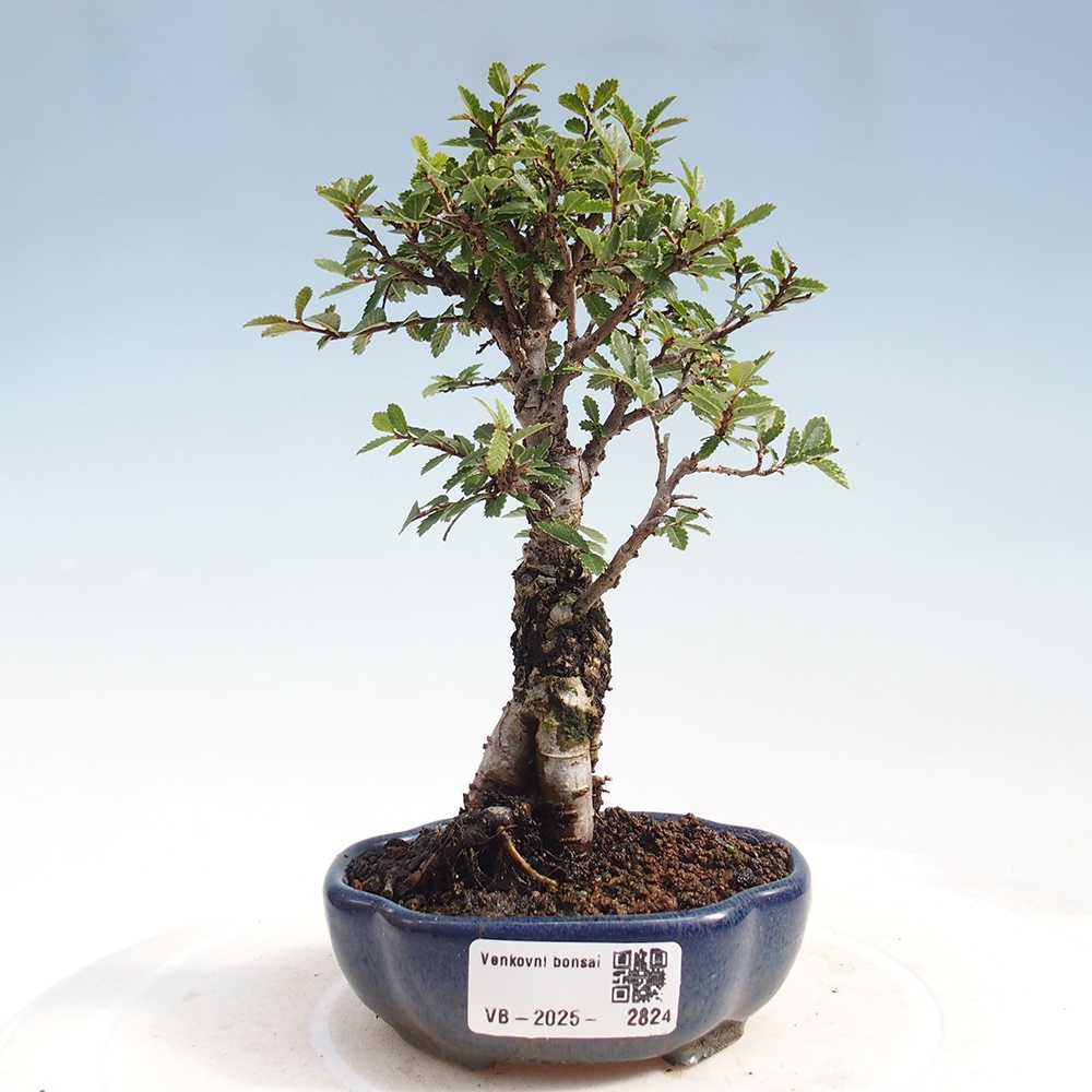 Outdoor bonsai - Zelkova - Zelkova NIRE