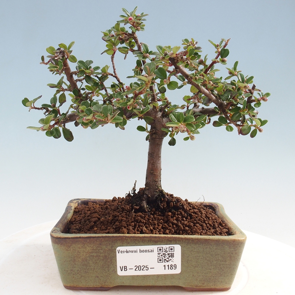 Plenerowe bonsai - Irga pozioma - Drzewo skalne