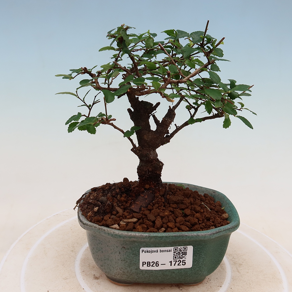 Pokój bonsai - Ulmus parvifolia - Wiąz drobnolistny