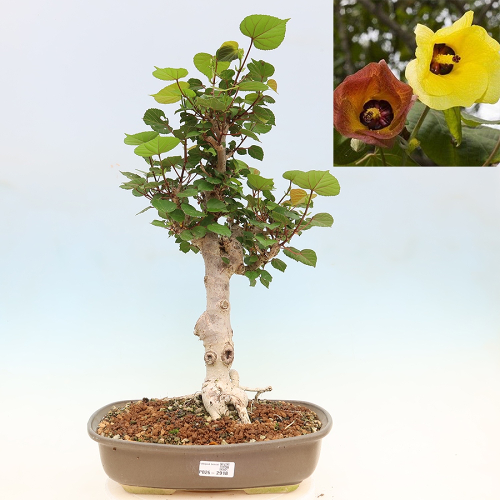 Bonsai domowe - Hibiscus tiliaceus - Hibiskus morski