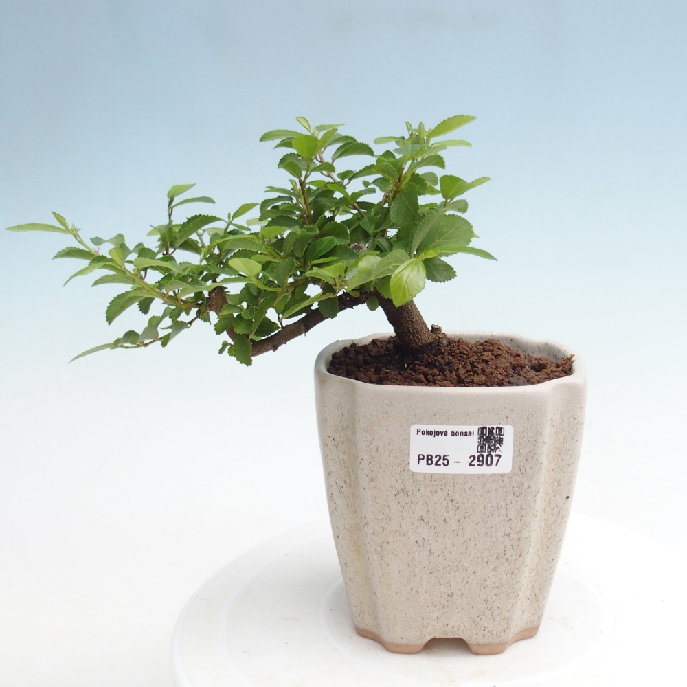 Kryty bonsai - Grewia occidentalis - Lawendowa gwiazda