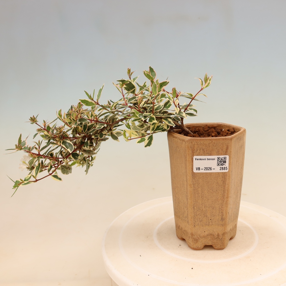 Bonsai ogrodowe – Abelia gr. Confetti – Abelia wielkokwiatowa
