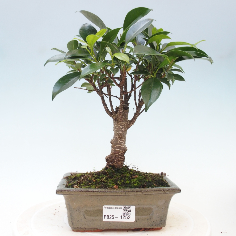 Bonsai wewnętrzne - Ficus retusa - figowiec drobnolistny