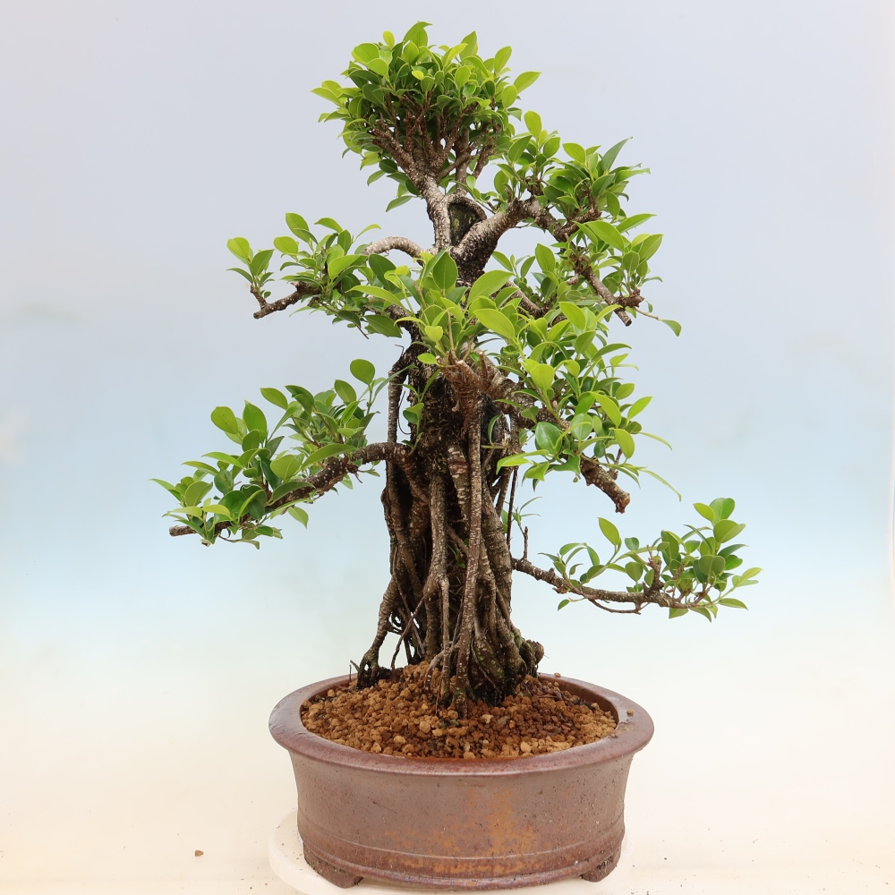 Pokój bonsai - Ficus kimmen - figowiec drobnolistny