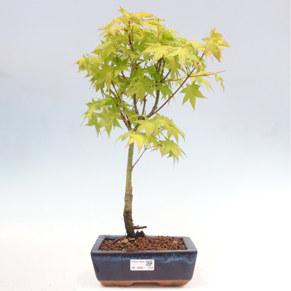Acer palmatum Aureum - złoty klon
